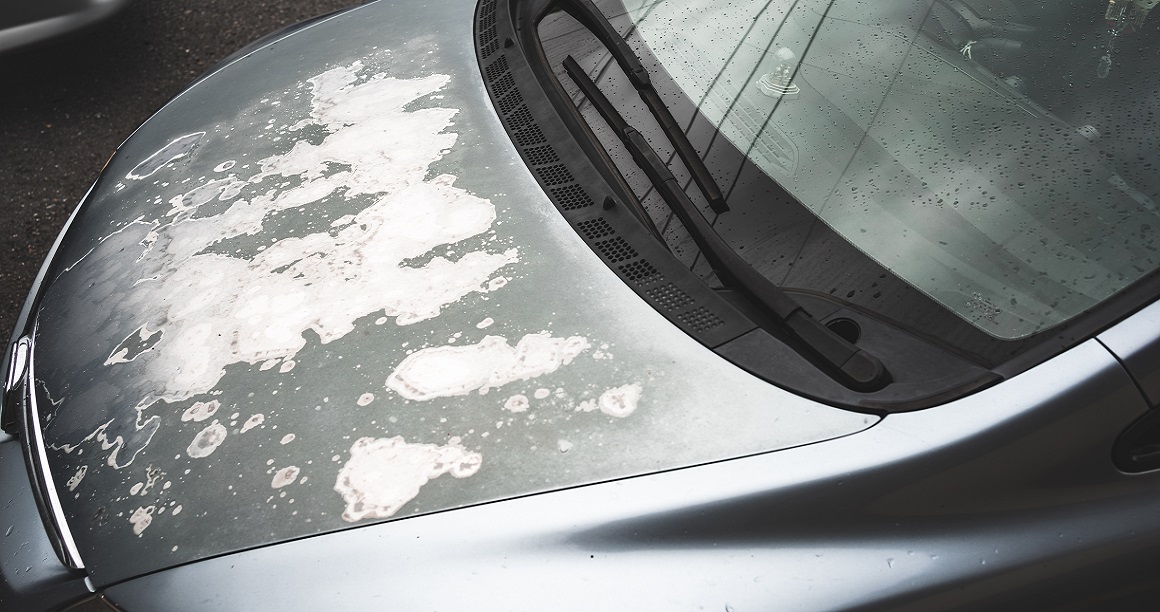 Lakkere panser pris.